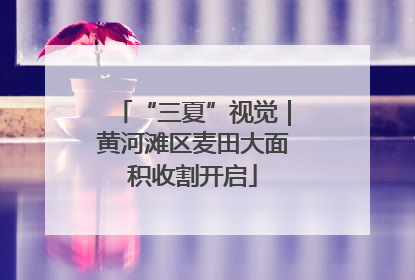 “三夏”视觉｜黄河滩区麦田大面积收割开启