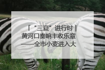 “三夏”进行时｜黄河口奏响丰收乐章——全市小麦进入大面积收获高峰期