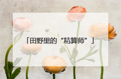 田野里的“精算师”