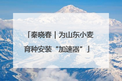 秦晓春｜为山东小麦育种安装“加速器”