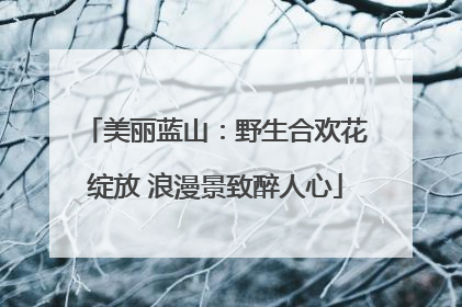 美丽蓝山：野生合欢花绽放 浪漫景致醉人心