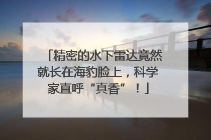 精密的水下雷达竟然就长在海豹脸上，科学家直呼“真香”！
