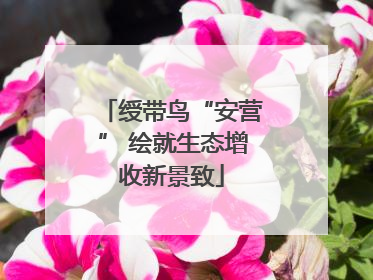 绶带鸟“安营” 绘就生态增收新景致