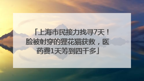 上海市民接力找寻7天！脸被射穿的狸花猫获救，医药费1天筹到四千多