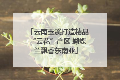 云南玉溪打造精品“云花”产区 蝴蝶兰飘香东南亚