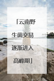 云南野生菌交易逐渐进入高峰期