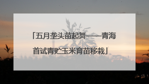 五月垄头苗起舞——青海首试青贮玉米育苗移栽