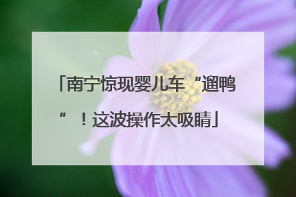 南宁惊现婴儿车“遛鸭”！这波操作太吸睛