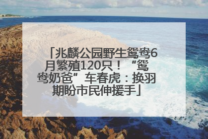 兆麟公园野生鸳鸯6月繁殖120只！“鸳鸯奶爸”车春虎：换羽期盼市民伸援手