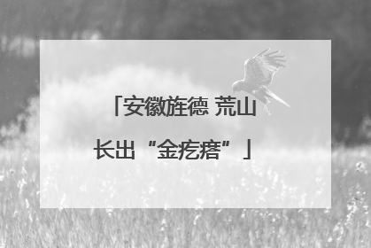 安徽旌德 荒山长出“金疙瘩”