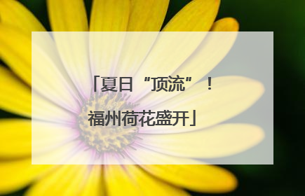 夏日“顶流”！福州荷花盛开