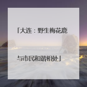 大连：野生梅花鹿与市民和谐相处