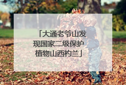 大通老爷山发现国家二级保护植物山西杓兰