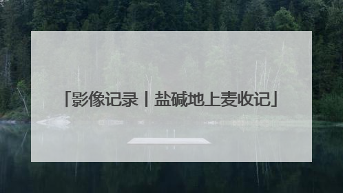 影像记录丨盐碱地上麦收记