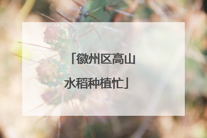 徽州区高山水稻种植忙