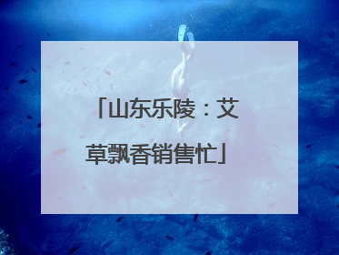 山东乐陵：艾草飘香销售忙