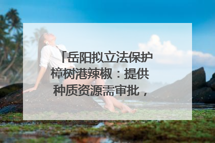 岳阳拟立法保护樟树港辣椒：提供种质资源需审批，违规最高罚5万