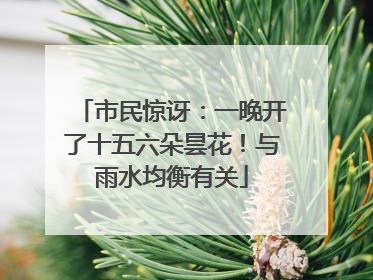 市民惊讶：一晚开了十五六朵昙花！与雨水均衡有关
