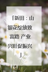 新田：山银花绽放致富路 产业兴旺促振兴