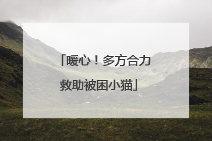 暖心！多方合力救助被困小猫