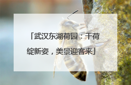 武汉东湖荷园：千荷绽新姿，美景迎客来