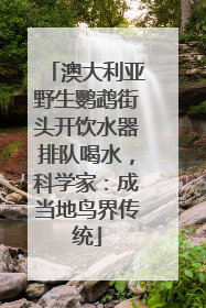 澳大利亚野生鹦鹉街头开饮水器排队喝水，科学家：成当地鸟界传统