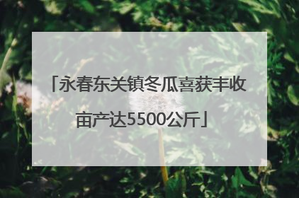 永春东关镇冬瓜喜获丰收 亩产达5500公斤