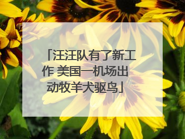 汪汪队有了新工作 美国一机场出动牧羊犬驱鸟