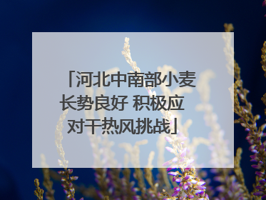 河北中南部小麦长势良好 积极应对干热风挑战