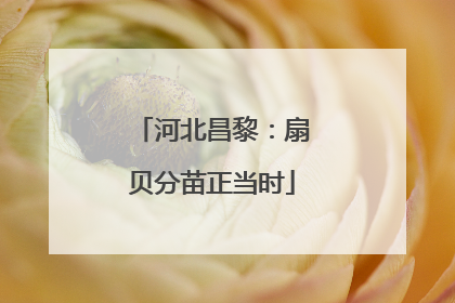 河北昌黎：扇贝分苗正当时