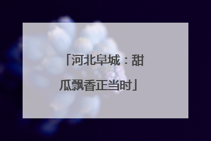 河北阜城：甜瓜飘香正当时