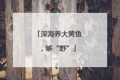 深海养大黄鱼，够“野”