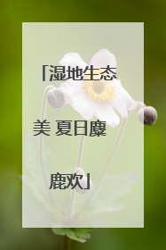 湿地生态美 夏日麋鹿欢