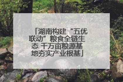 湖南构建“五优联动”粮食全链生态 千万亩粮源基地夯实产业根基
