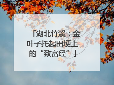 湖北竹溪：金叶子托起田埂上的“致富经”