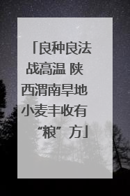 良种良法战高温 陕西渭南旱地小麦丰收有“粮”方