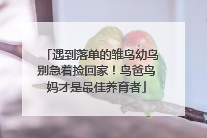 遇到落单的雏鸟幼鸟别急着捡回家！鸟爸鸟妈才是最佳养育者