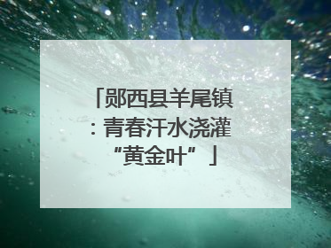 郧西县羊尾镇：青春汗水浇灌“黄金叶”