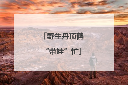 野生丹顶鹤“带娃”忙