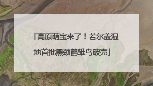 高原萌宝来了！若尔盖湿地首批黑颈鹤雏鸟破壳