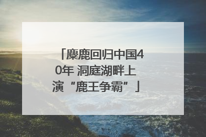 麋鹿回归中国40年 洞庭湖畔上演“鹿王争霸”