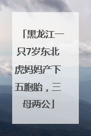 黑龙江一只7岁东北虎妈妈产下五胞胎，三母两公